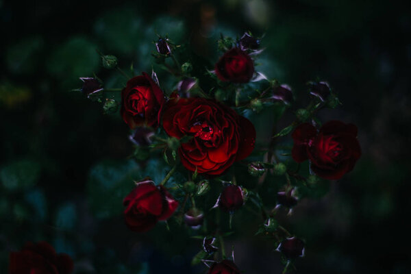 close up of roses flowers growing outdoor, Yaremche