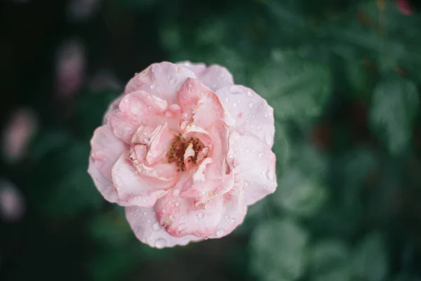 Primo Piano Fiore Rosa Sfondo Scuro Yaremche — Foto Stock