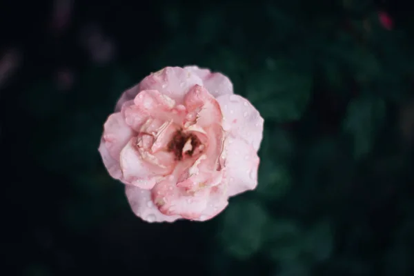 Primer Plano Flor Rosa Sobre Fondo Oscuro Yaremche — Foto de Stock