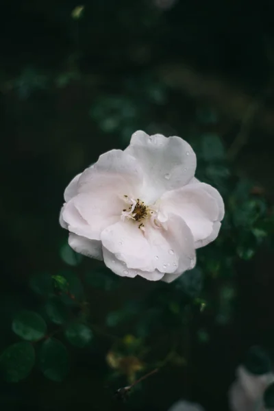 Primo Piano Fiore Rosa Sfondo Scuro Yaremche — Foto Stock