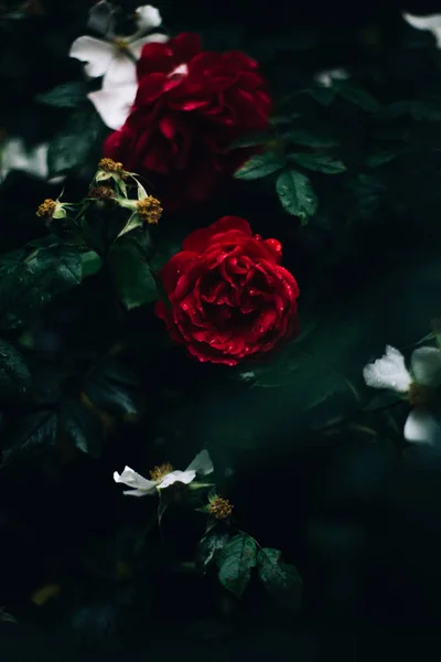 Närbild Rosor Blommor Växer Utomhus Yaremche — Stockfoto