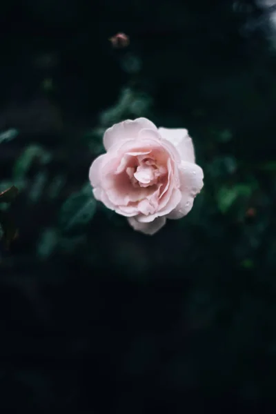 Primo Piano Fiore Rosa Sfondo Scuro Yaremche — Foto Stock