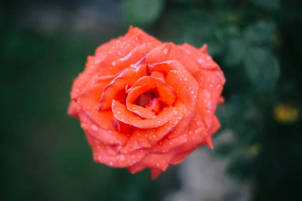 Blízko Růžové Květiny Tmavém Pozadí Yaremche — Stock fotografie