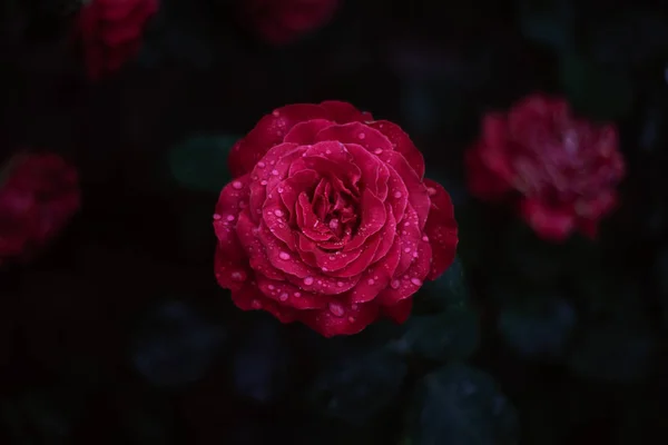 Nahaufnahme Von Rosen Blumen Wachsen Freien Yaremche — Stockfoto