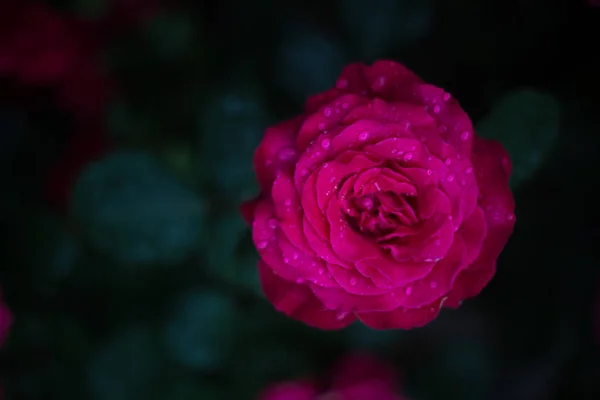 close up of rose flower on dark background, Yaremche