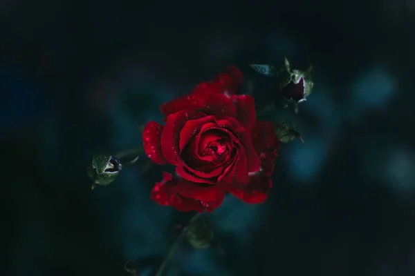 Close Rose Flower Dark Background Yaremche — Stock Photo, Image