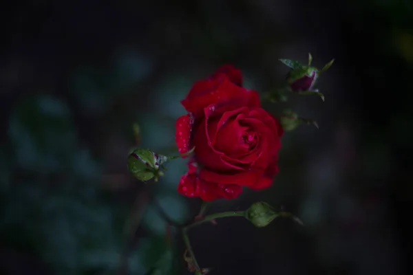 Close Van Rozen Bloem Donkere Achtergrond Yaremche — Stockfoto