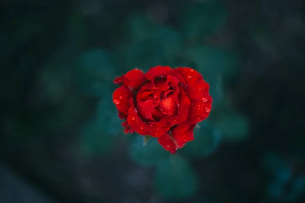 Koyu Arka Plan Üzerinde Gül Çiçeği Yakın Yaremche — Stok fotoğraf