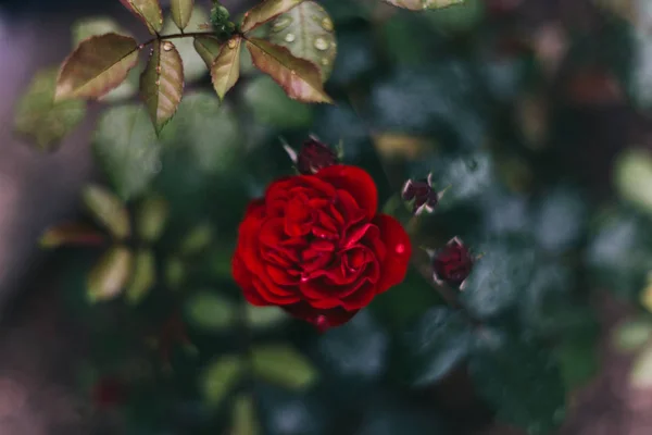 Közeledett Rózsa Virág Sötét Háttér Yaremche — Stock Fotó