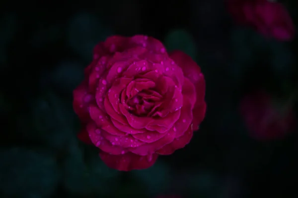 Nahaufnahme Der Rosenblüte Auf Dunklem Hintergrund Yaremche — Stockfoto