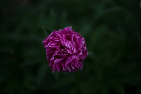 Primo Piano Fiore Rosa Sfondo Scuro Yaremche — Foto Stock