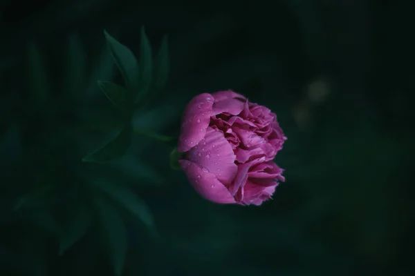 Peony Çiçek Açık Büyüyen Yakın Yaremche — Stok fotoğraf