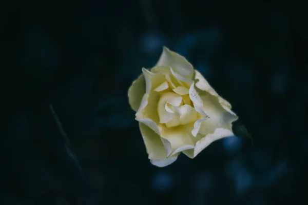 Primo Piano Fiore Rosa Sfondo Scuro Yaremche — Foto Stock