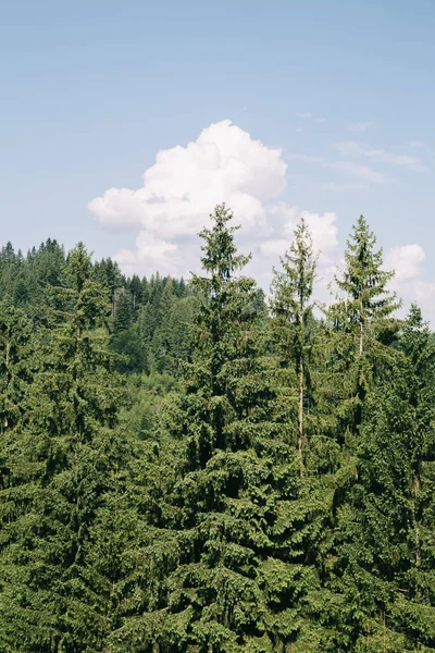 Természet Tájkép Közelében Yavoriv Kosivskiy Village Ukrajna — Stock Fotó