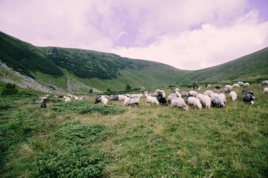 Blyznytsya Dağı yakınlarında otlayan koyun sürüsü, Kvasy, Ukrayna