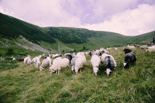 Kudde Van Sheeps Grazen Buurt Van Mount Blyznytsya Kvasy Oekraïne — Stockfoto
