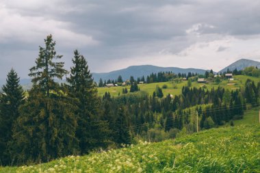 Yeblunytsya, Yaremche bölgesi, Ukrayna 'da köknar ağaçları ve dağ tepeleri ile doğal manzara