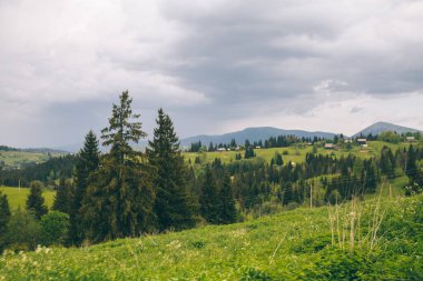 Yeblunytsya, Yaremche bölgesi, Ukrayna 'da köknar ağaçları ve dağ tepeleri ile doğal manzara