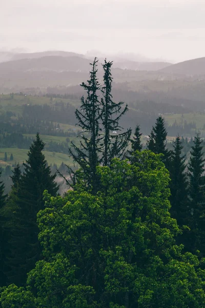 Přírodní Krajina Mlhavými Horami Dne Yeblunytsya Yaremche Region Ukrajina — Stock fotografie