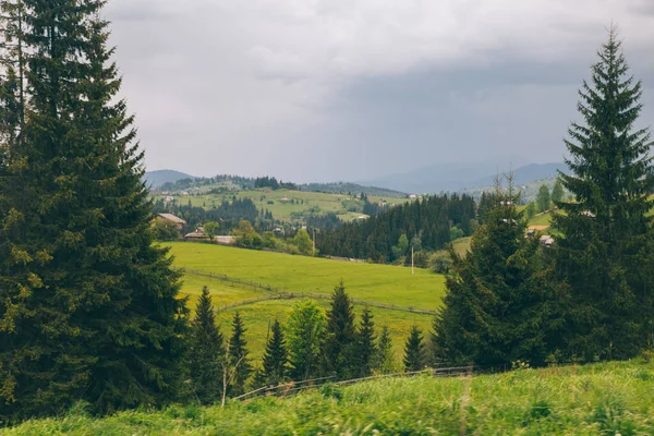 Paisaje Natural Con Abetos Colinas Montaña Durante Día Yeblunytsya Región — Foto de Stock