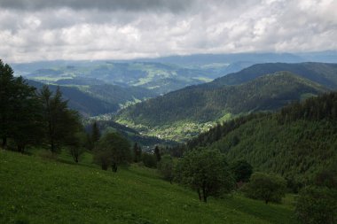 Gündüz vakti yeşil ağaçlar ve Karpat dağlarıyla doğal manzara, Ukrayna