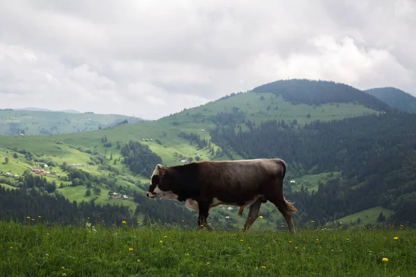 在多云的天空背景下的高山草甸上放牛 — 图库照片