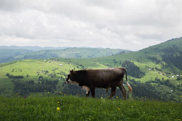 Vaca Pastando Prado Montanhas Céu Nublado Fundo — Fotografia de Stock