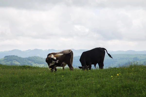 在多云的天空背景下 奶牛在草地上吃草 — 图库照片