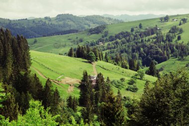 Gündüz vakti yeşil ağaçlar ve Karpat dağlarıyla doğal manzara, Ukrayna
