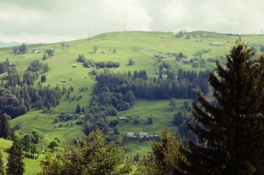 Gündüz vakti yeşil ağaçlar ve Karpat dağlarıyla doğal manzara, Ukrayna