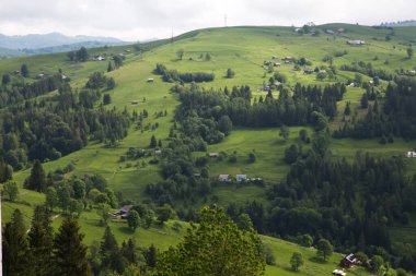 Gündüz vakti yeşil ağaçlar ve Karpat dağlarıyla doğal manzara, Ukrayna