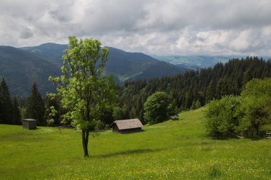 Gündüz vakti yeşil ağaçlar ve Karpat dağlarıyla doğal manzara, Ukrayna