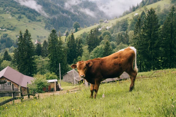 Krowa Pasąca Się Łące Górach Zachmurzonym Tle Nieba — Zdjęcie stockowe