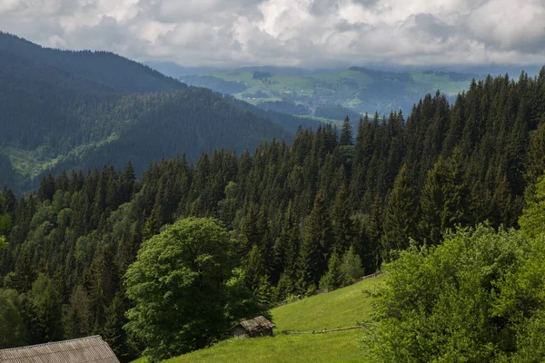 緑の木々や昼間のカルパチア山脈と自然景観 ウクライナ — ストック写真