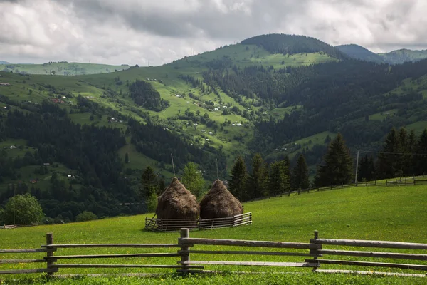 Krajobraz Naturalny Zielonymi Drzewami Karpatami Dzień Ukraina — Zdjęcie stockowe