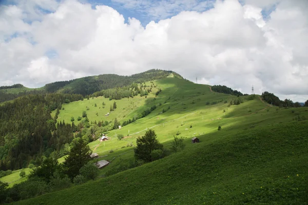 Krajobraz Naturalny Zielonymi Drzewami Karpatami Dzień Ukraina — Zdjęcie stockowe
