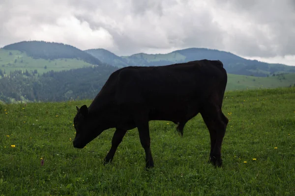 Krowa Pasąca Się Łące Górach Zachmurzonym Tle Nieba — Zdjęcie stockowe