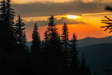 Günbatımı arka planında köknar ağaçları ve dağlarla doğal manzara Ukrayna 'nın Romanya sınırı Marmarosy' de 
