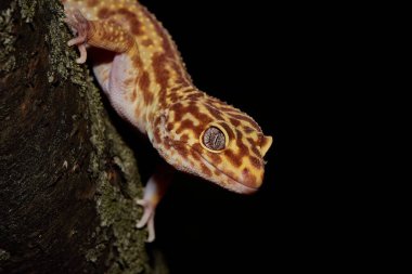 Leopar kertenkelesi (Eublepharis macularius) bir ağacın üzerinde.