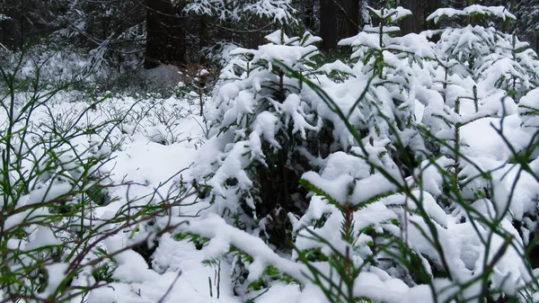 Pequeño Abeto Bosque Invierno — Foto de Stock