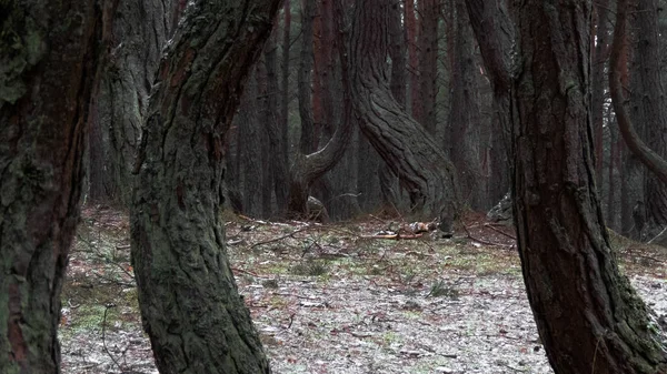 Танцюючий Ліс Куршська Коса — стокове фото