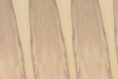 Nükleer dişbudak ahşap Ahşap yapı doku yüzey tahıl arka plan 