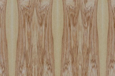 Nükleer dişbudak ahşap Ahşap yapı doku yüzey tahıl arka plan 