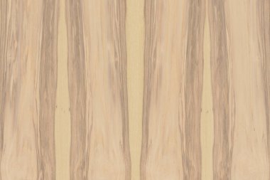 dişbudak ağaç ağaç yapısı doku arka plan yüzey duvar kağıdı