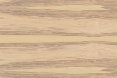 dişbudak ağaç ağaç yapısı doku arka plan yüzey duvar kağıdı