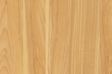 dişbudak ağaç ağaç yapısı doku arka plan yüzey duvar kağıdı