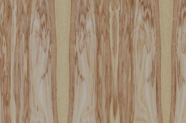 dişbudak ağaç ağaç yapısı doku arka plan yüzey duvar kağıdı