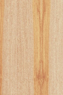 dişbudak ağaç ahşap yapı doku arka plan yüzey duvar kağıdı yüksek boyutu