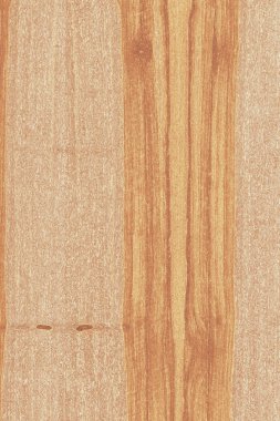 dişbudak ağaç ahşap yapı doku arka plan yüzey duvar kağıdı yüksek boyutu