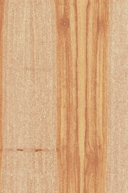 dişbudak ağaç ahşap yapı doku arka plan yüzey duvar kağıdı yüksek boyutu